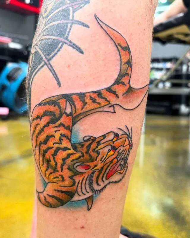 American Traditional tiger shark tattoo — a shark silhouette filled with the design of a snarling traditional tiger (orange-and-black stripes, fangs forward, ear flick) on the calf, by Julian (xwildxlovex) at Ohana Tattoo Company, Waikiki, Hawaii.